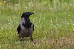 Vrána obecná šedá (Corvus corone cornix (