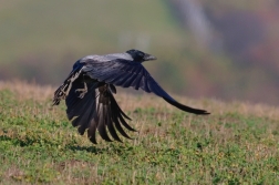 Vrána obecná šedá ( Corvus corone cornix...