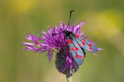 Vřetenuška obecná ( Zygaena filipendulae )