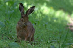 Zajíc polní ( Lepus europaeus )