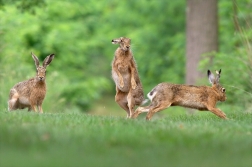 Zajíc polní ( Lepus europaeus )