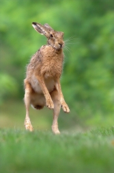 Zajíc polní ( Lepus europaeus )