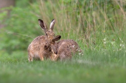 Zajíc polní ( Lepus europaeus )