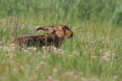 Zajíc polní ( Lepus europaeus )