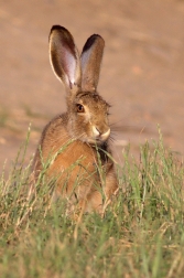 Zajíc polní  ( Lepus europaeus )