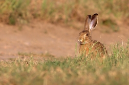 Zajíc polní  ( Lepus europaeus )