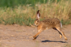 Zajíc polní  ( Lepus europaeus )