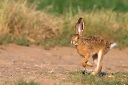 Zajíc polní  ( Lepus europaeus )