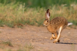 Zajíc polní  ( Lepus europaeus )