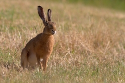 Zajíc polní ( Lepus europaeus )