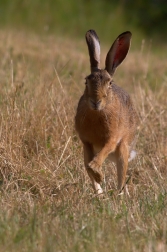 Zajíc polní ( Lepus europaeus )