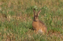 Zajíc polní ( Lepus europaeus )