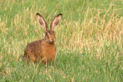 Zajíc polní ( Lepus europaeus )