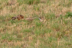 Zajíc polní ( Lepus europaeus )