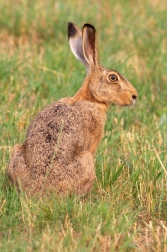 Zajíc polní ( Lepus europaeus )