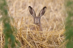 Zajíc polní ( Lepus europaeus )