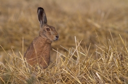 Zajíc polní ( Lepus europaeus )