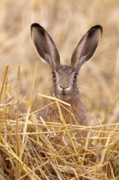 Zajíc polní ( Lepus europaeus )