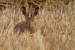 Zajíc polní  ( lepus  europaeus )