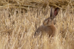 Zajíc polní  ( Lepus  europaeus )