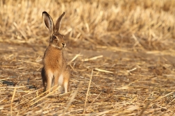 Zajíc polní ( Lepus europaeus )