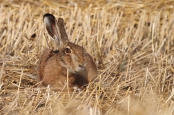 Zajíc polní ( Lepus europaeus )