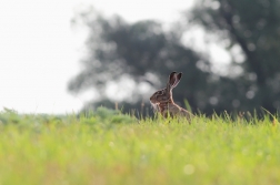 Zajíc polní ( Lepus  europaeus )