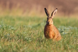 Zajíc polní ( Lepus europaeus )