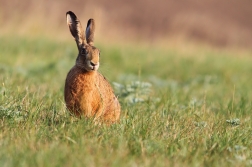 Zajíc polní ( Lepus europaeus )