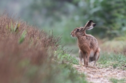 Zajíc polní ( Lepus europaeus )