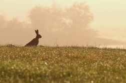 Zajíc polní ( Lepus europaeus )