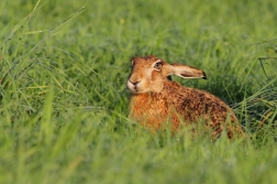 Zajíc polní ( Lepus  europaeus )