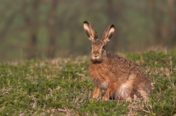 Zajíc polní ( Lepus europaeus )