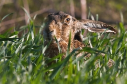 Zajíc polní ( Lepus europaeus )