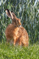 Zajíc polní ( Lepus europaeus )