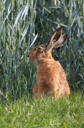 Zajíc polní ( Lepus europaeus )