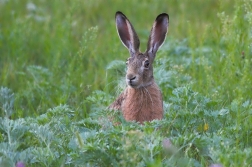 Zajíc polní ( Lepus europaeus )