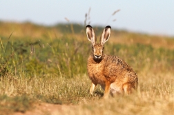 Zajíc polní ( Lepus europaeus )