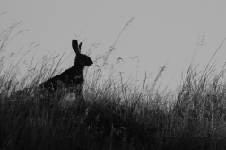 Zajíc polní  (Lepus europaeus )