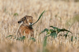 Zajíc polní  (Lepus europaeus )