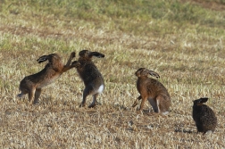 Zajíc polní  (Lepus europaeus )