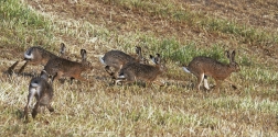 Zajíc polní  (Lepus europaeus )