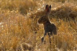 Zajíc polní  (Lepus europaeus )