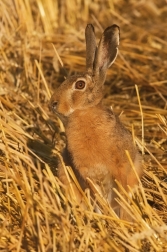 Zajíc polní  (Lepus europaeus )