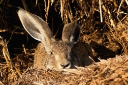 Zajíc polní  (Lepus europaeus )