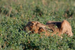 Zajíc polní  (Lepus europaeus )