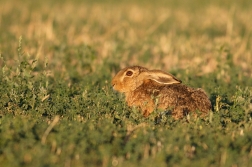 Zajíc polní  (Lepus europaeus )