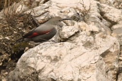 Zedníček skalní  (Trichodroma  muraria )