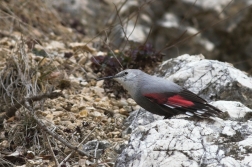 Zedníček skalní  (Trichodroma  muraria )