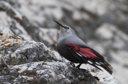 Zedníček skalní  (Trichodroma  muraria )